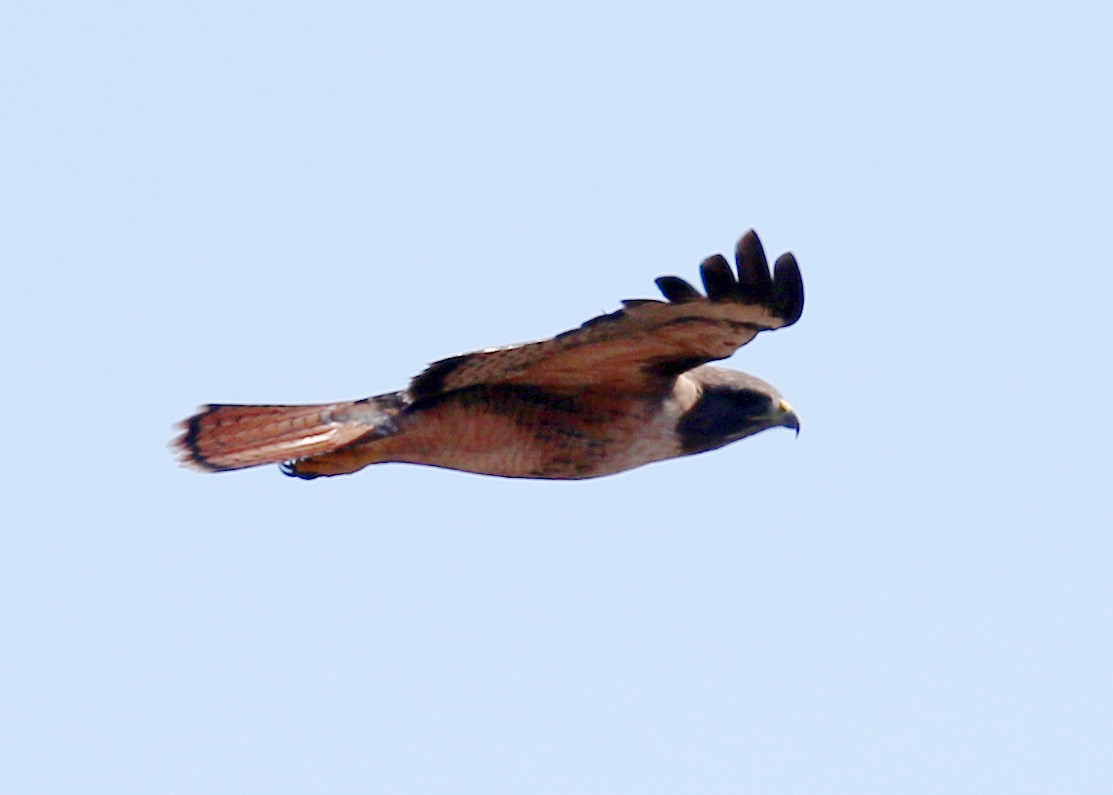 Red-tailed Hawk - ML132191401