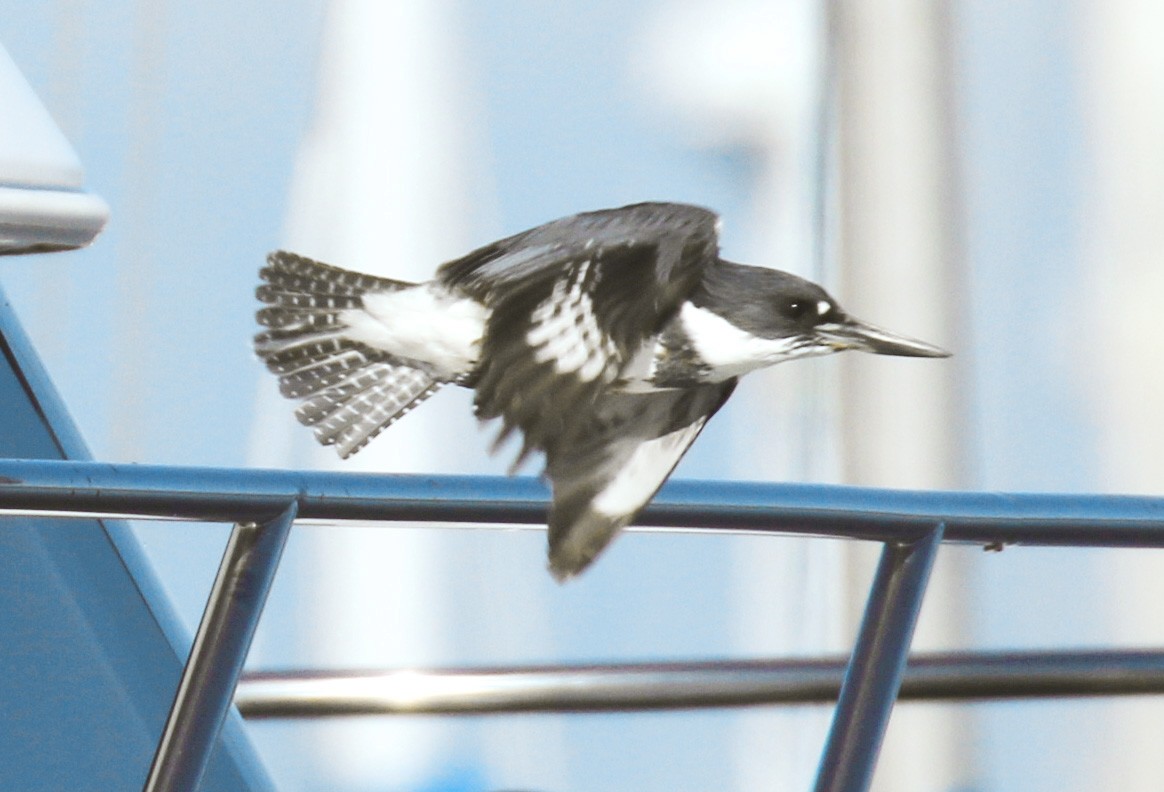 Belted Kingfisher - ML132191551