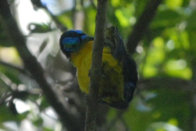 Yellow-bellied Sunbird-Asity - ML132193481