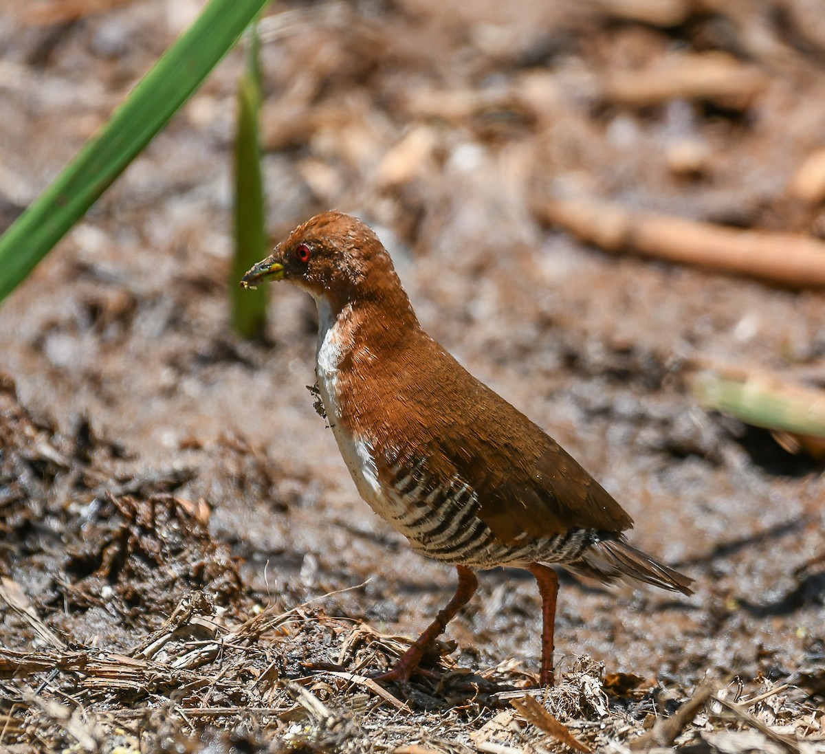 Red-and-white Crake - Giovan Alex
