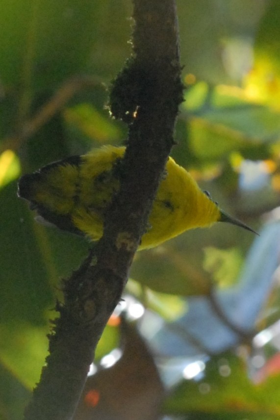 Yellow-bellied Sunbird-Asity - ML132194271