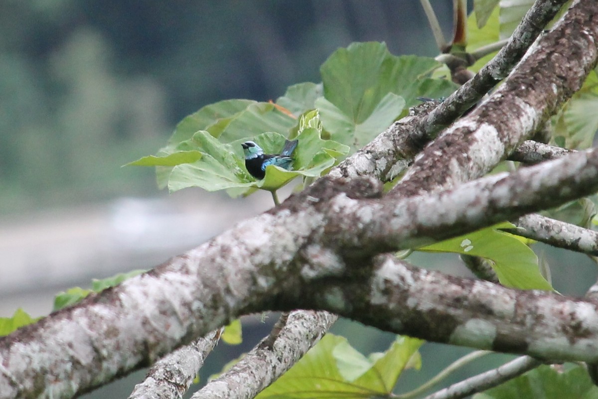Masked Tanager - Suzanne Vargas