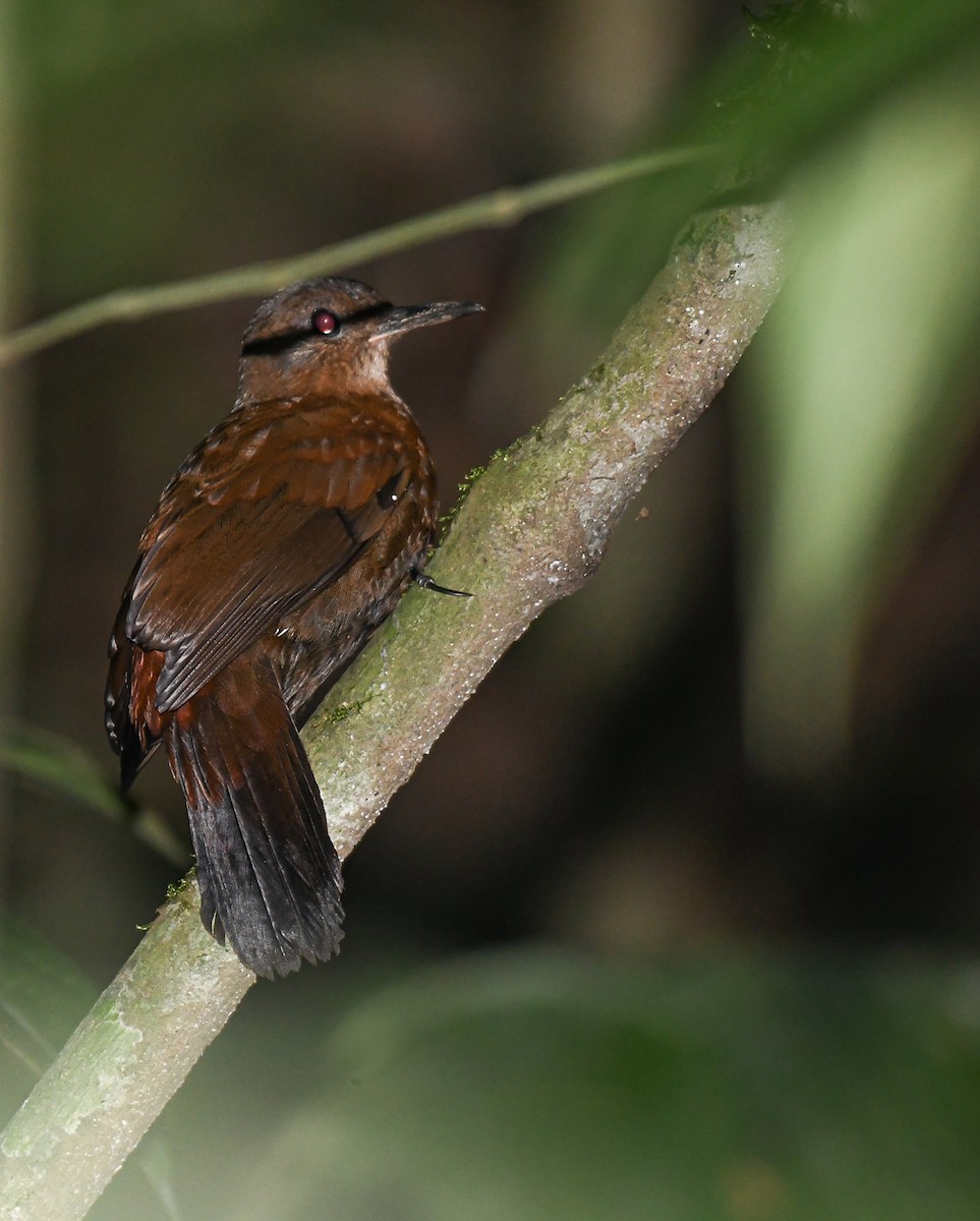 Rufous-breasted Leaftosser (Rufous-breasted) - Giovan Alex