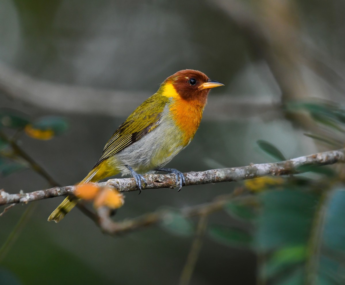 Rufous-headed Tanager - ML132196131