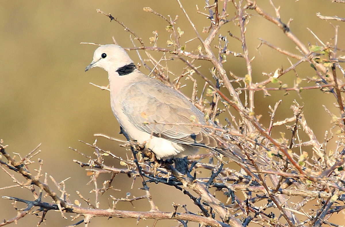 Ring-necked Dove - Kathleen Keef