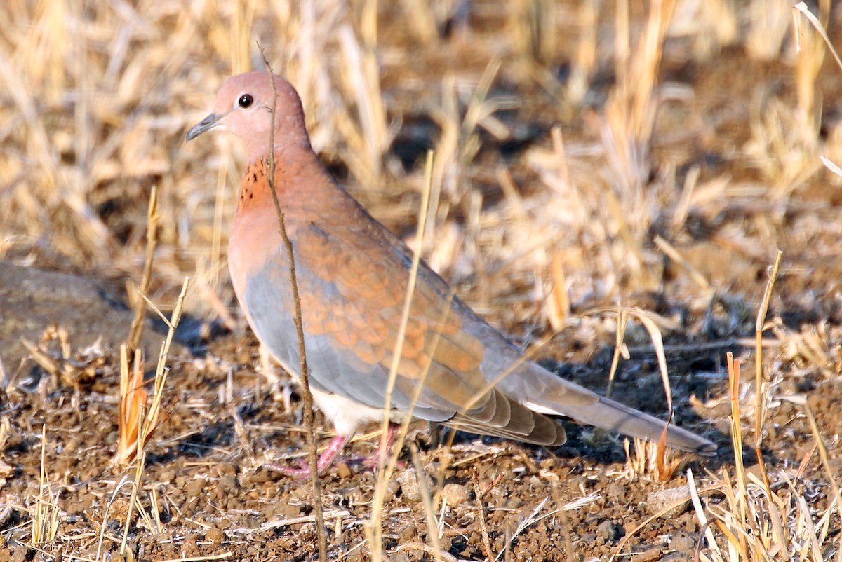 Laughing Dove - Kathleen Keef