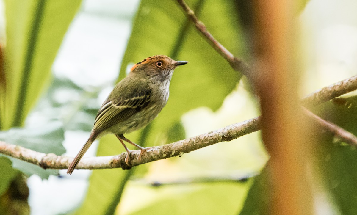 Scale-crested Pygmy-Tyrant - ML132197311
