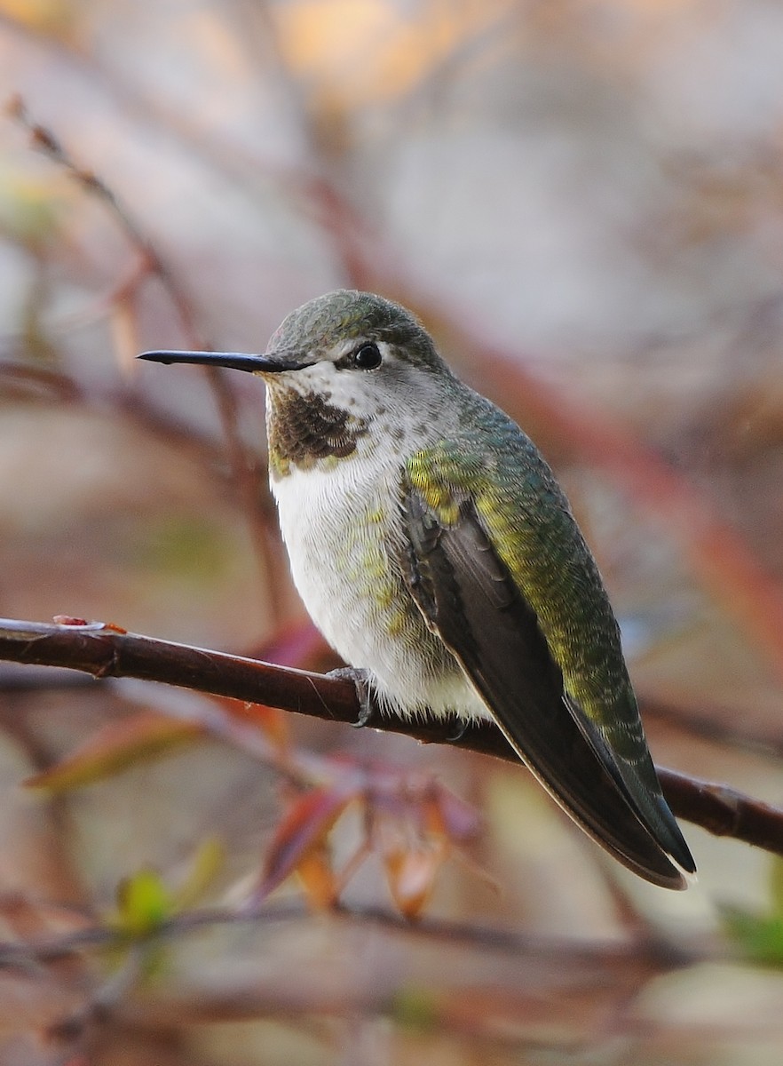 Anna's Hummingbird - ML132197701