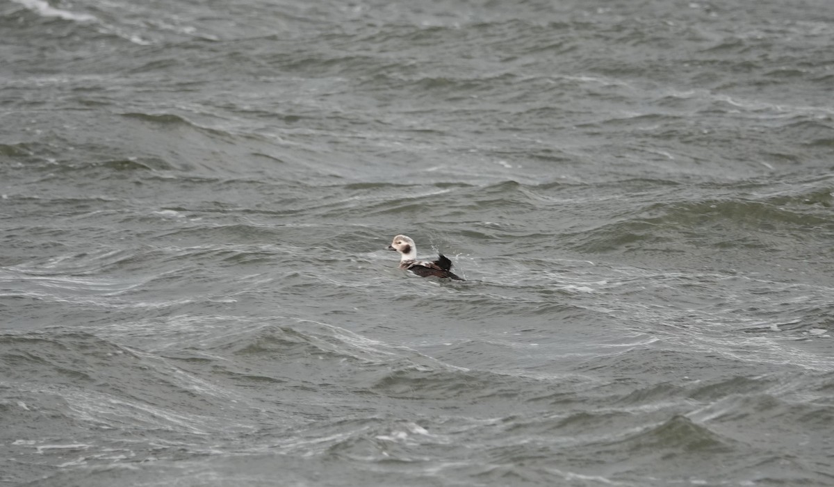 Long-tailed Duck - ML132200281