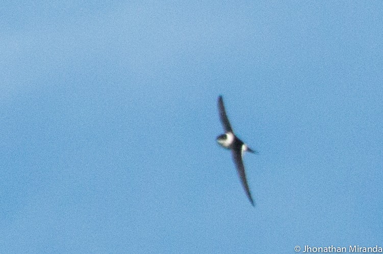 Lesser Swallow-tailed Swift - Jhonathan Miranda - Wandering Venezuela Birding Expeditions