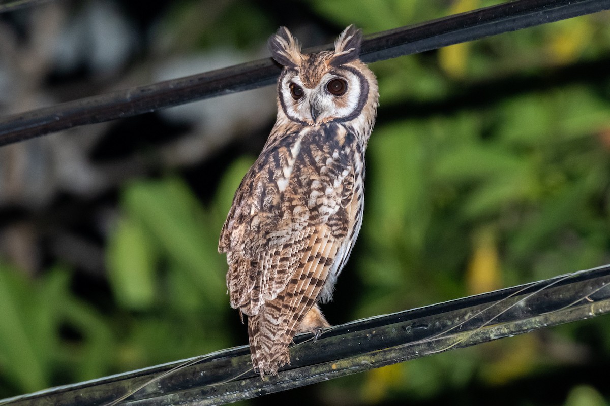 Striped Owl - Rio Dante