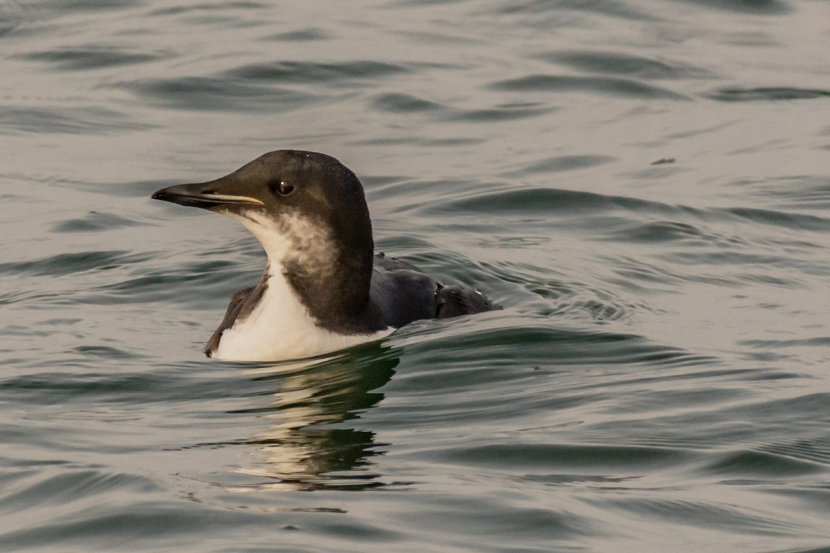 Thick-billed Murre - ML132204501
