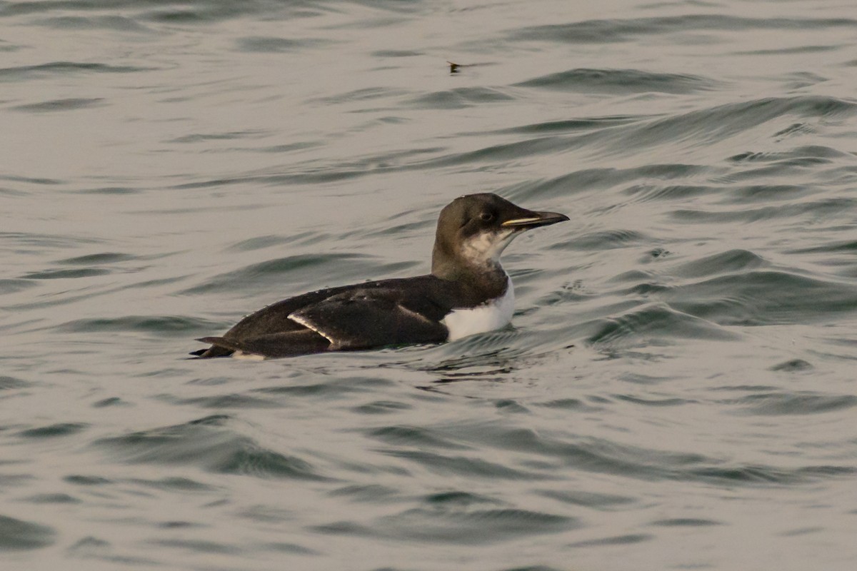 Thick-billed Murre - ML132204511