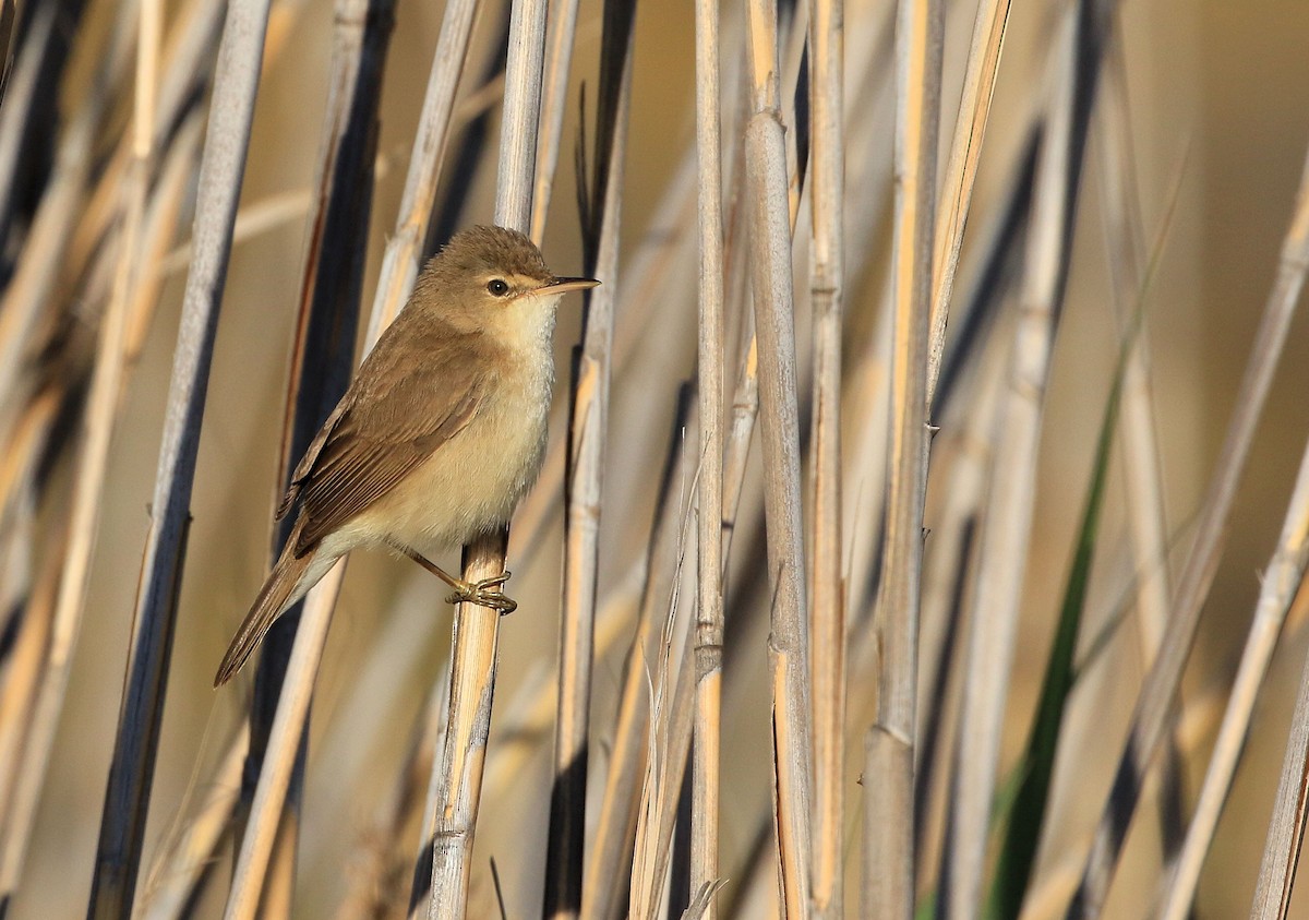 Common Reed Warbler (African) - Patrick MONNEY