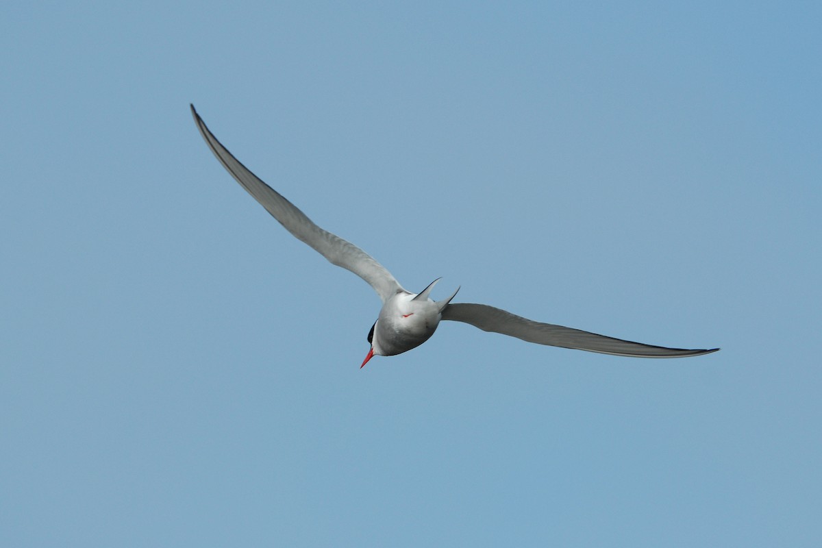 Arctic Tern - ML132210381