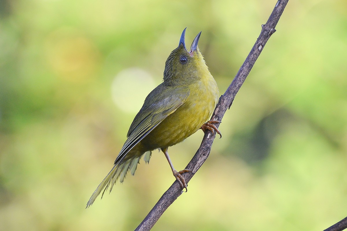 Olive-green Tanager - ML132211551