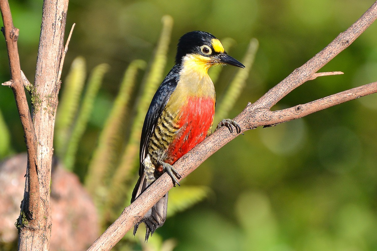 Yellow-fronted Woodpecker - ML132213801
