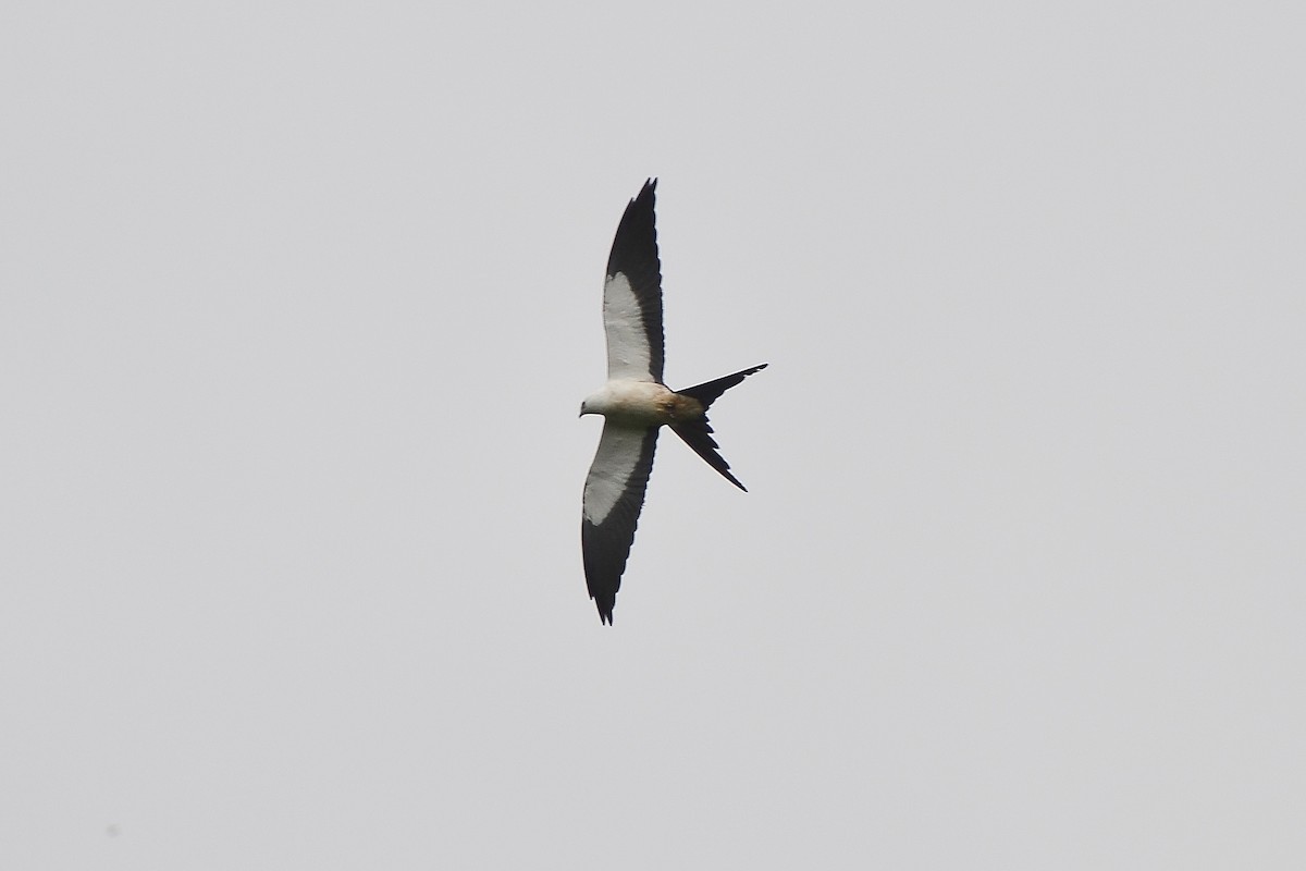 Swallow-tailed Kite - ML132214571