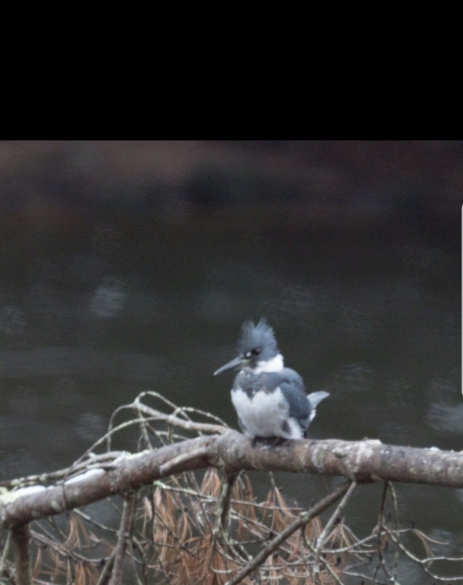 Belted Kingfisher - ML132221381