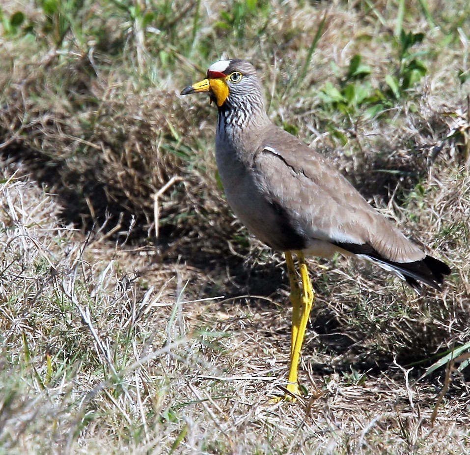 Wattled Lapwing - Todd Pepper