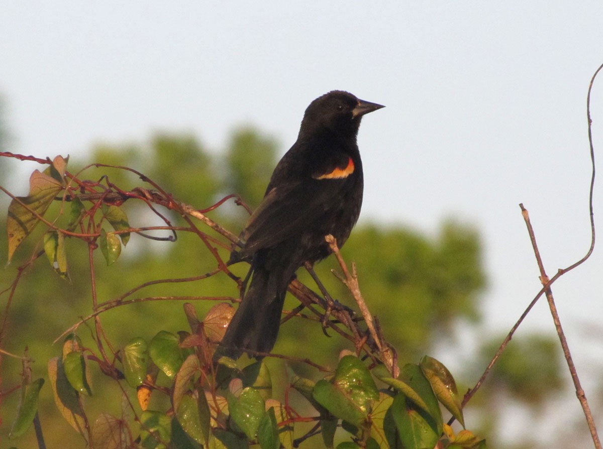 Red-shouldered Blackbird - ML132223921