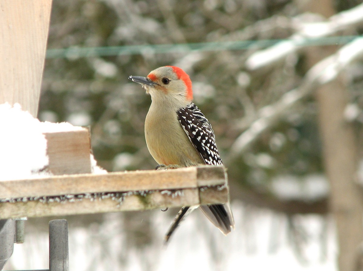 Red-bellied Woodpecker - ML132223961