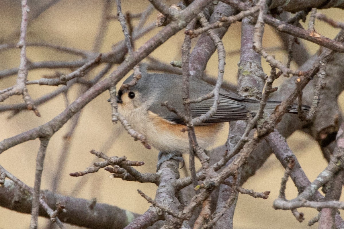Tufted Titmouse - Fred Hochstaedter