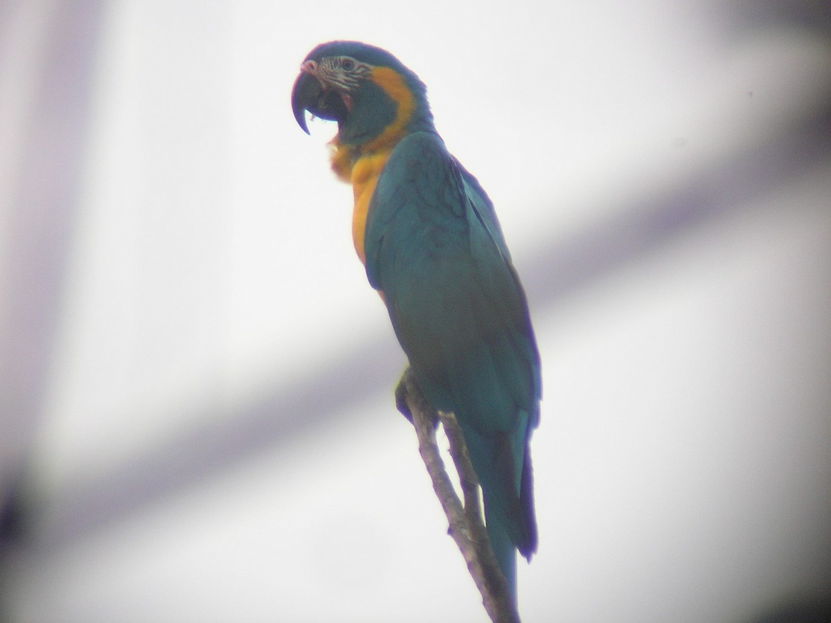 Blue-throated Macaw - Paul Suchanek