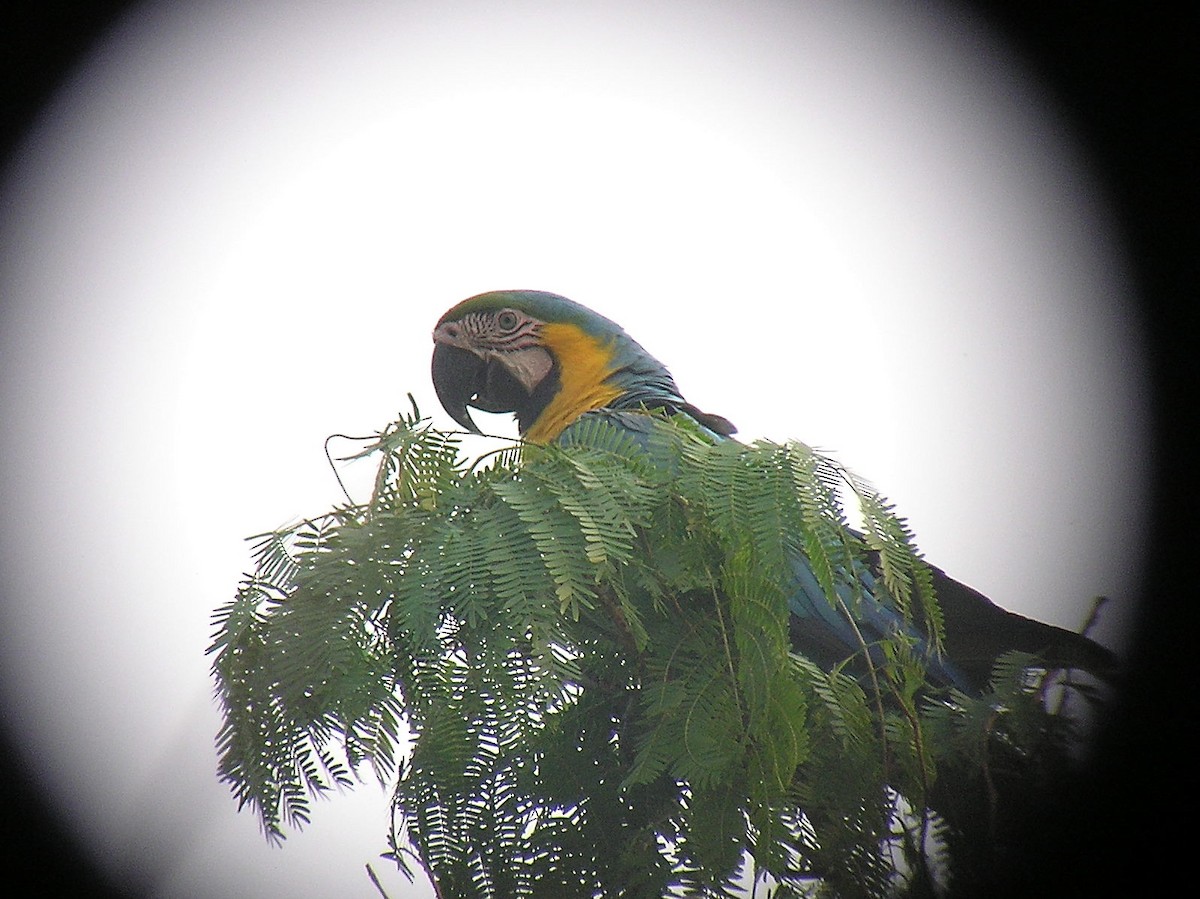 Blue-and-yellow Macaw - Paul Suchanek