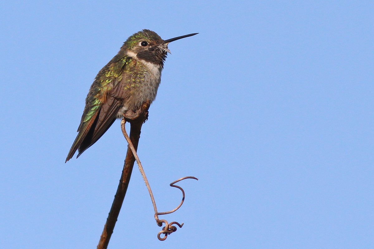 Broad-tailed Hummingbird - ML132229241