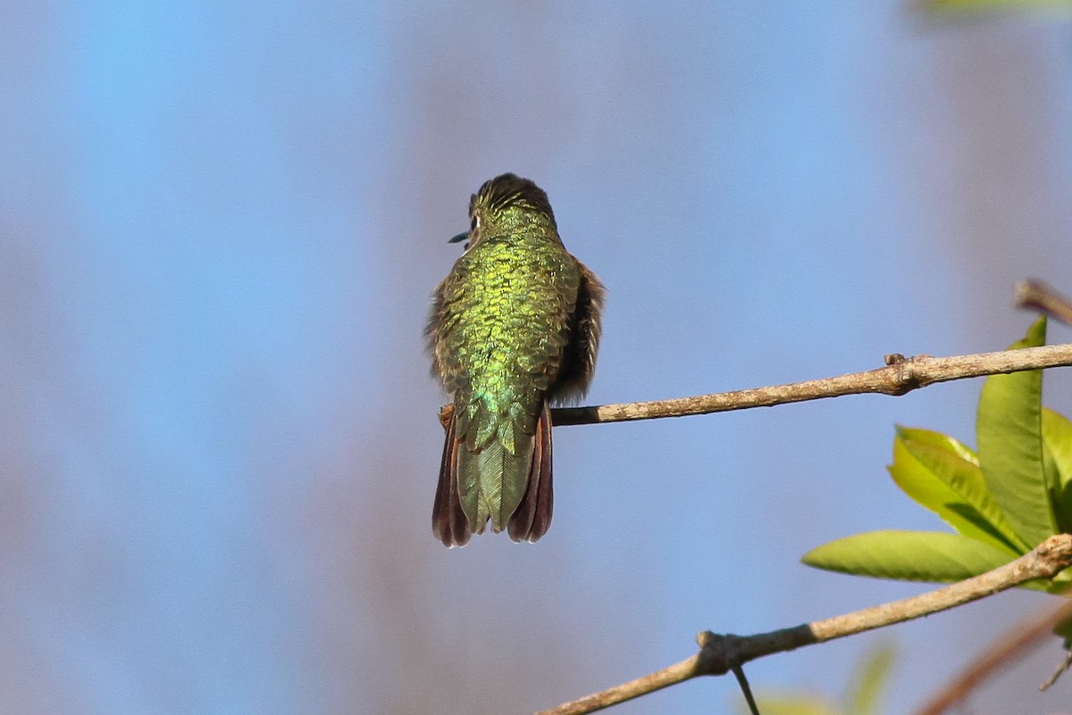 Broad-tailed Hummingbird - ML132229311