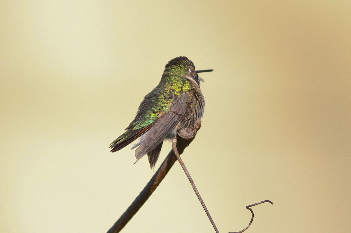 Broad-tailed Hummingbird - ML132229531