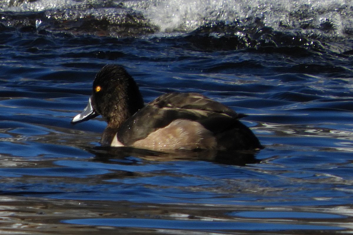 Ring-necked Duck - ML132229831