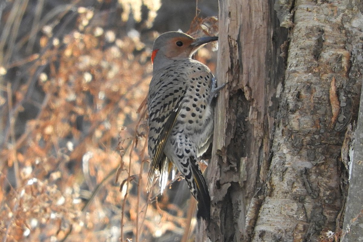 Northern Flicker (Yellow-shafted) - ML132230141
