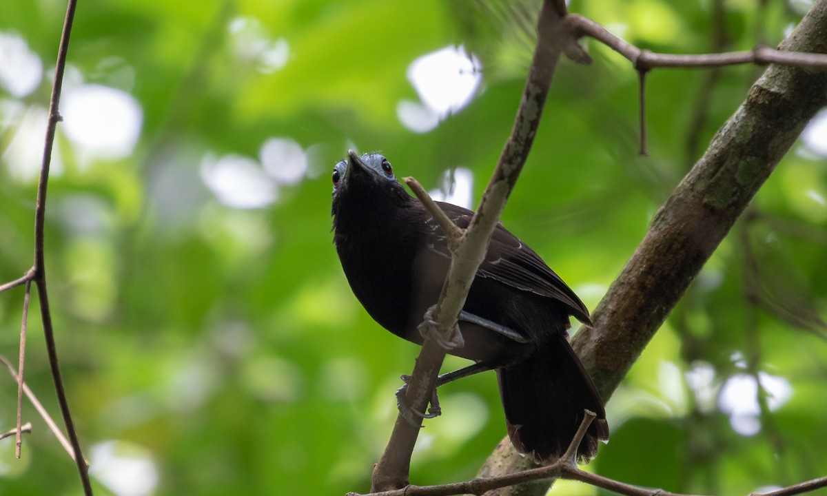 Bare-crowned Antbird - Drew Weber