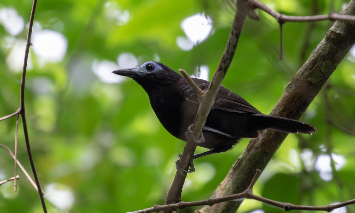 Bare-crowned Antbird - ML132231901