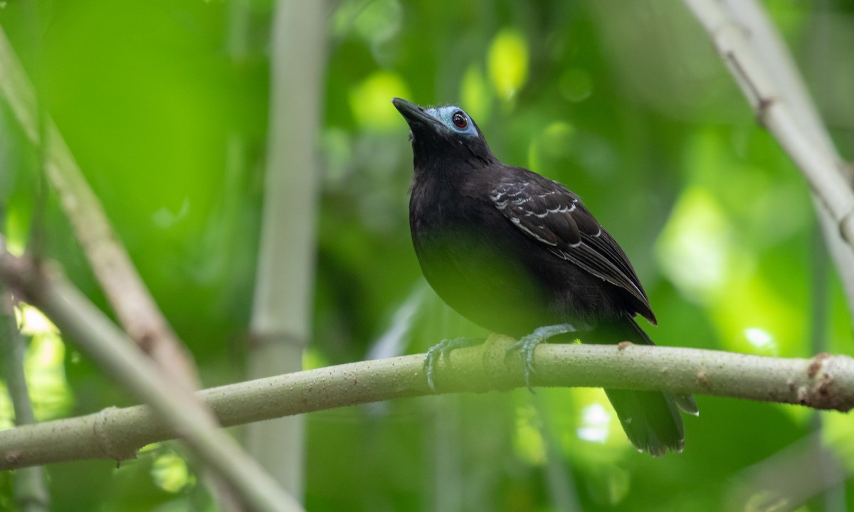 Bare-crowned Antbird - ML132231911