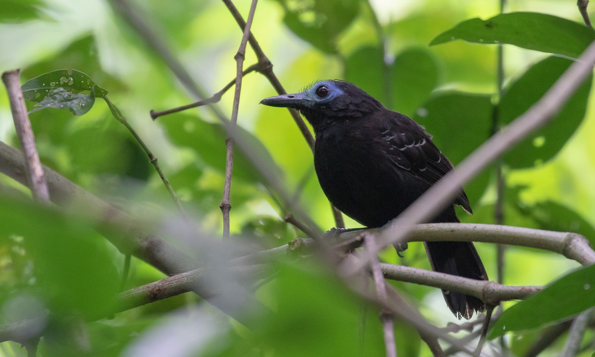 Bare-crowned Antbird - ML132231941