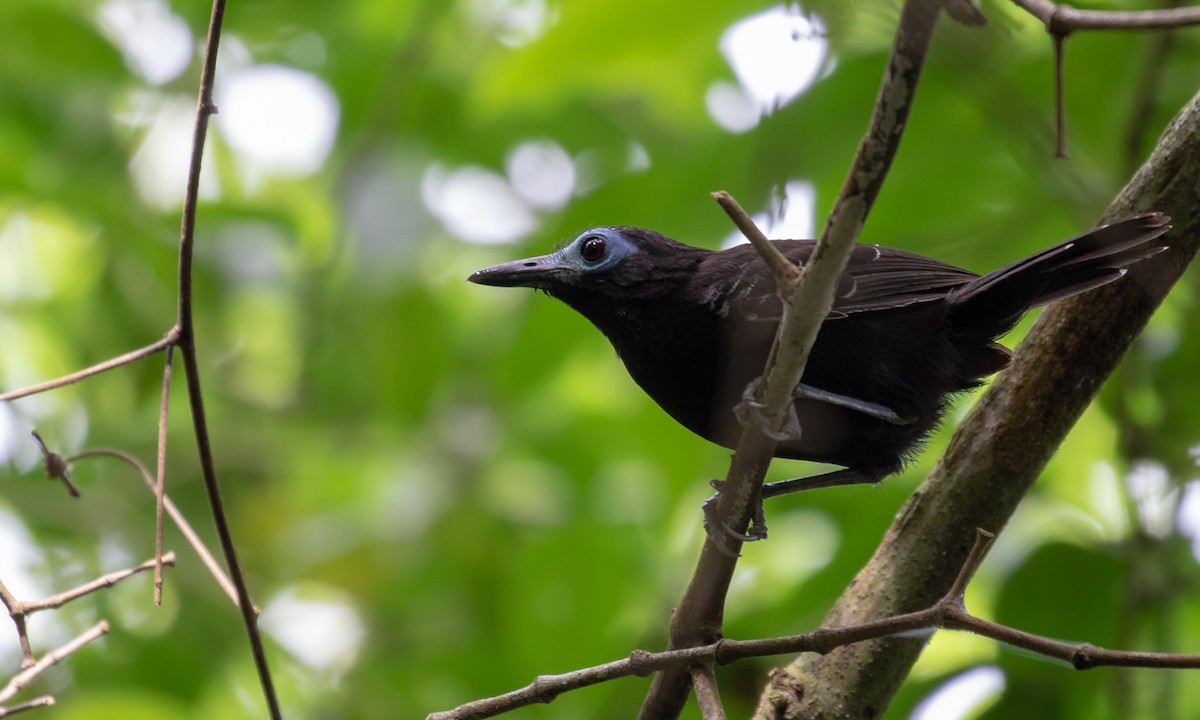 Bare-crowned Antbird - ML132231961
