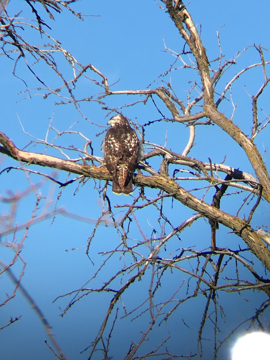 Red-tailed Hawk - ML132232211