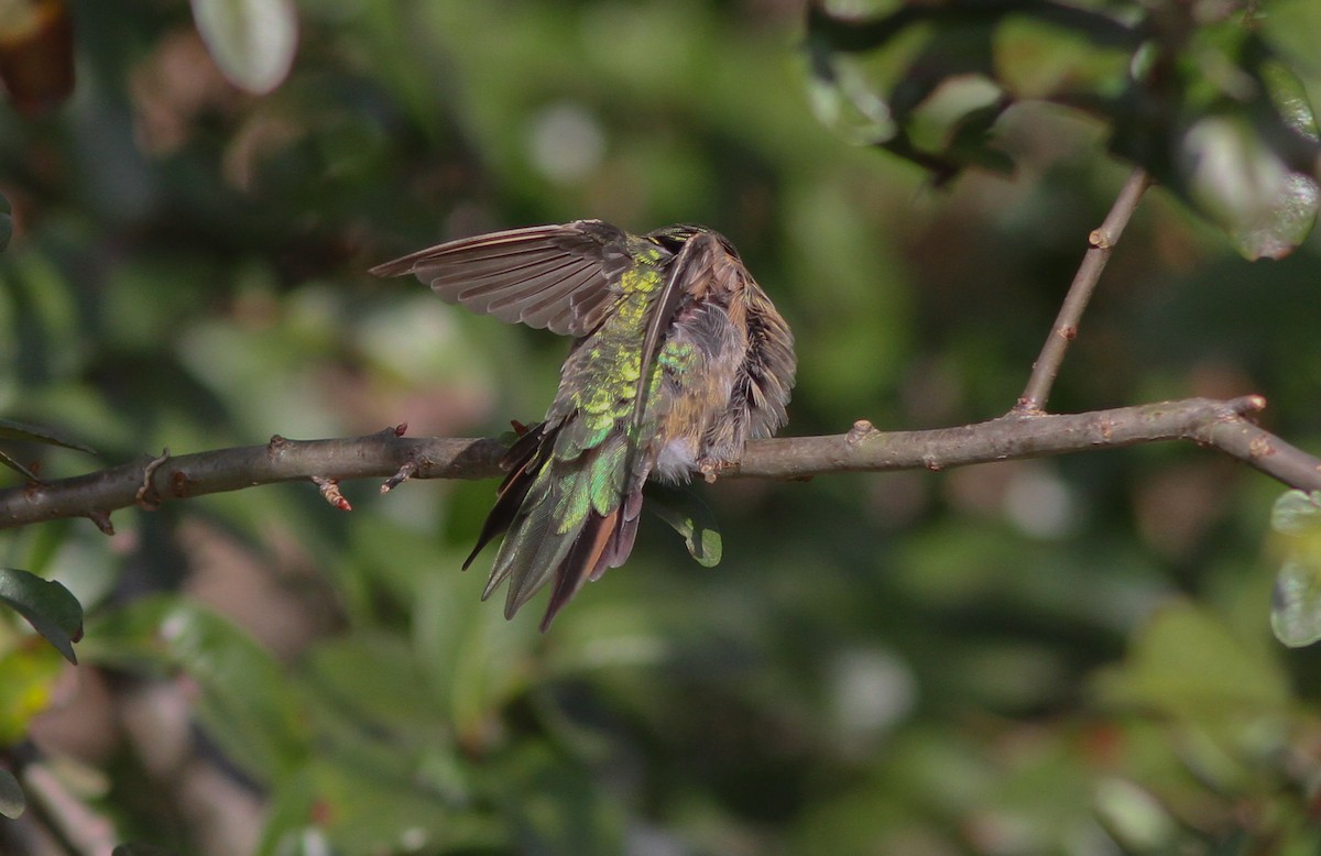 Broad-tailed Hummingbird - ML132232951