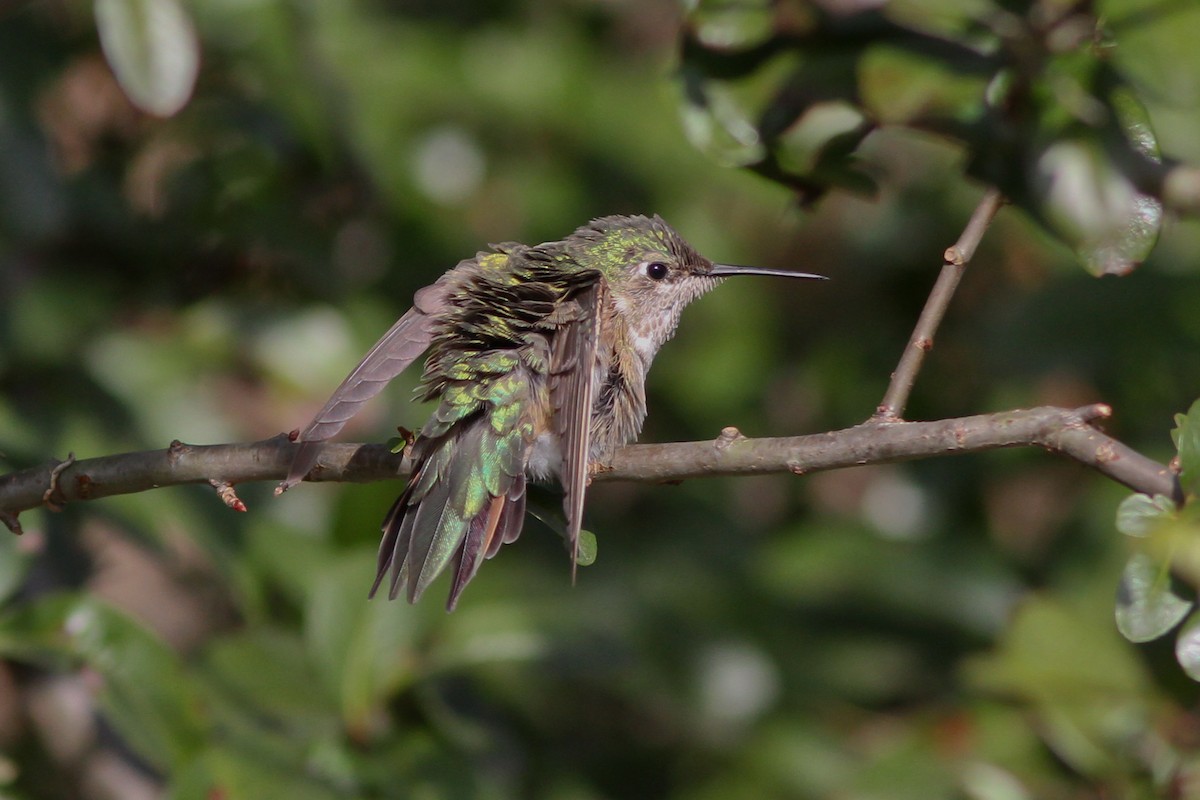 Broad-tailed Hummingbird - ML132233351