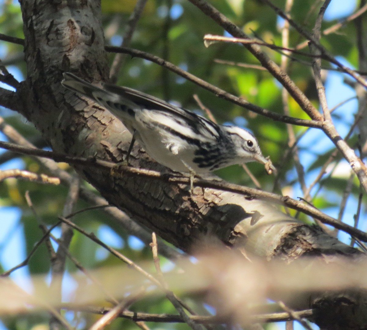Black-and-white Warbler - Malia DeFelice