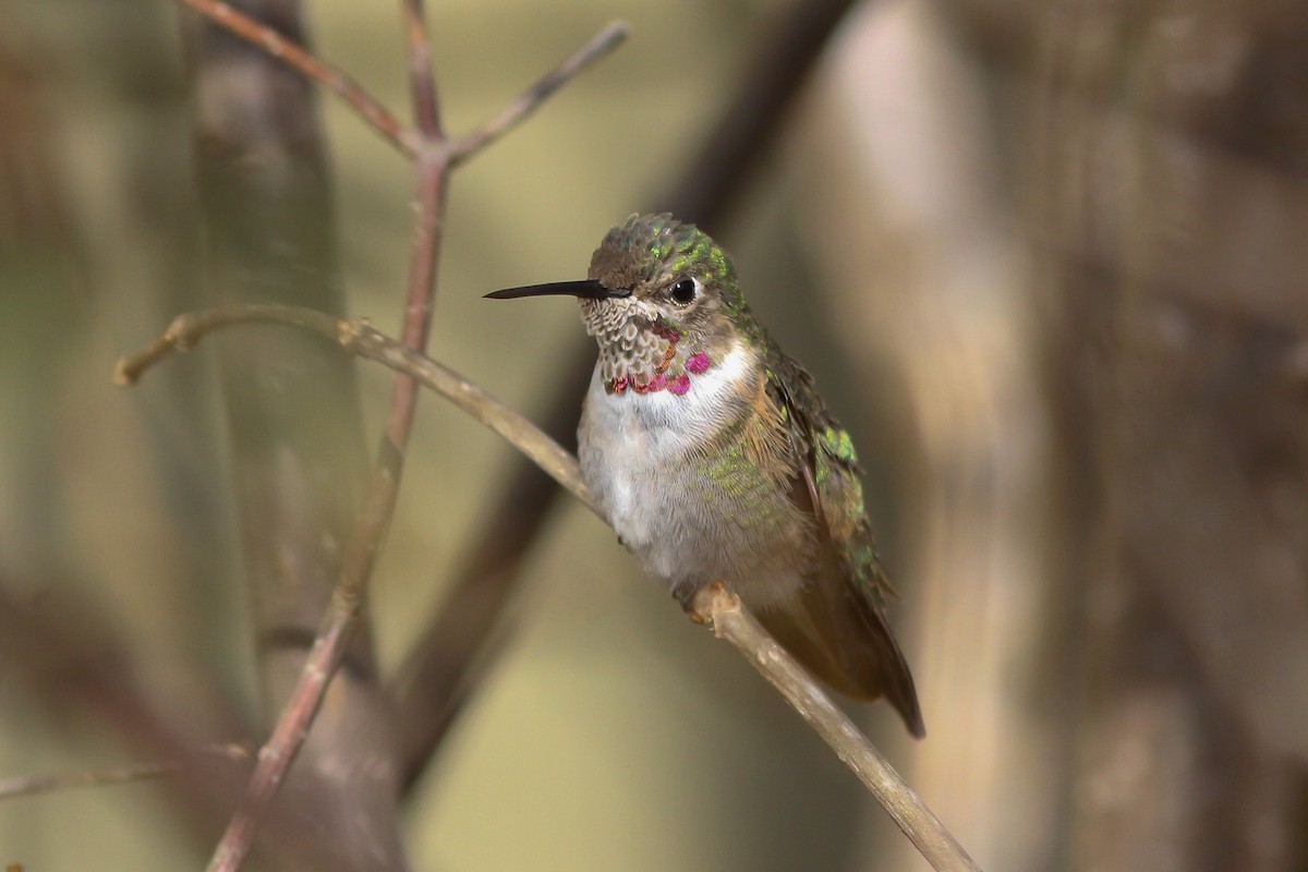 Broad-tailed Hummingbird - ML132233901