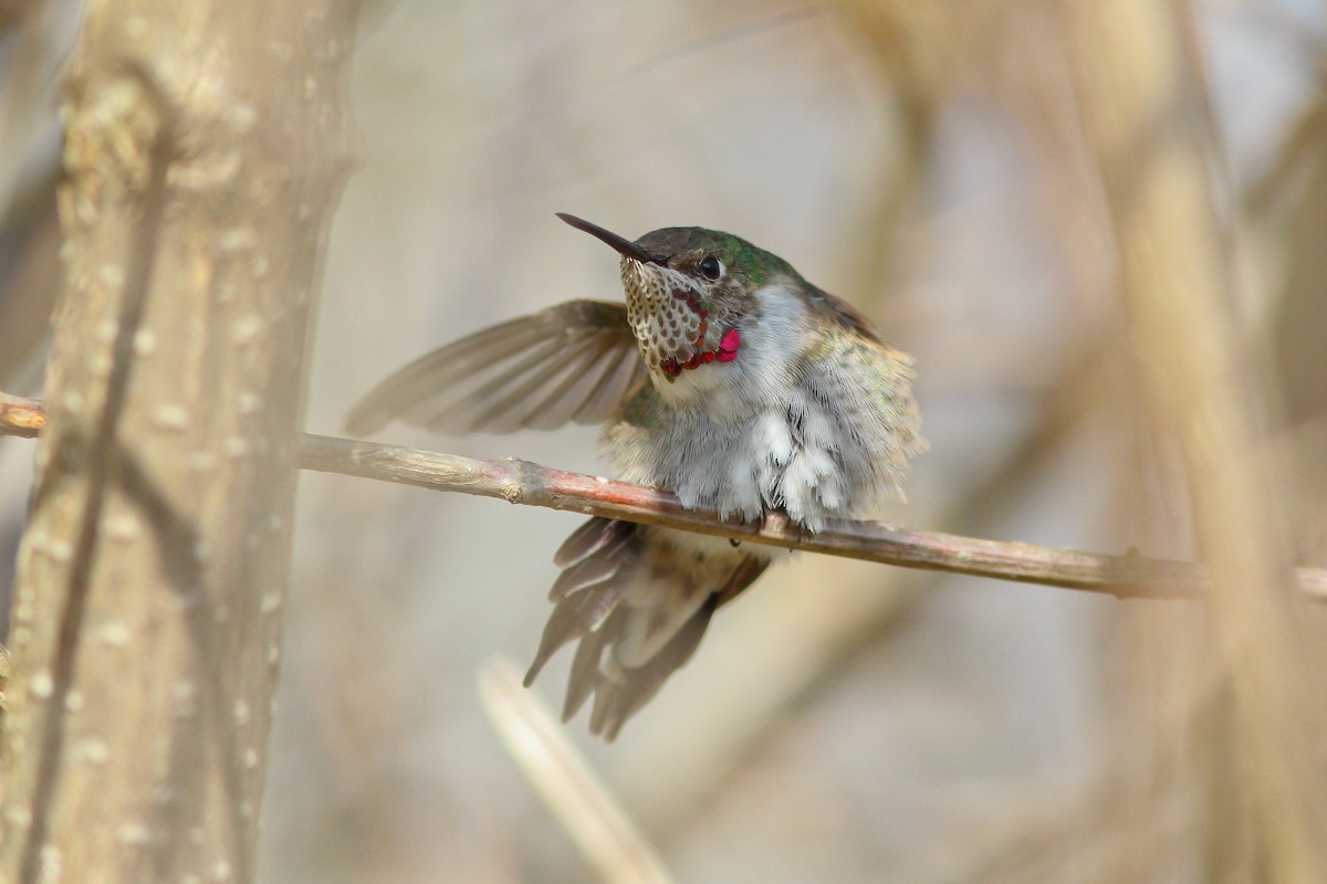 Broad-tailed Hummingbird - ML132234031