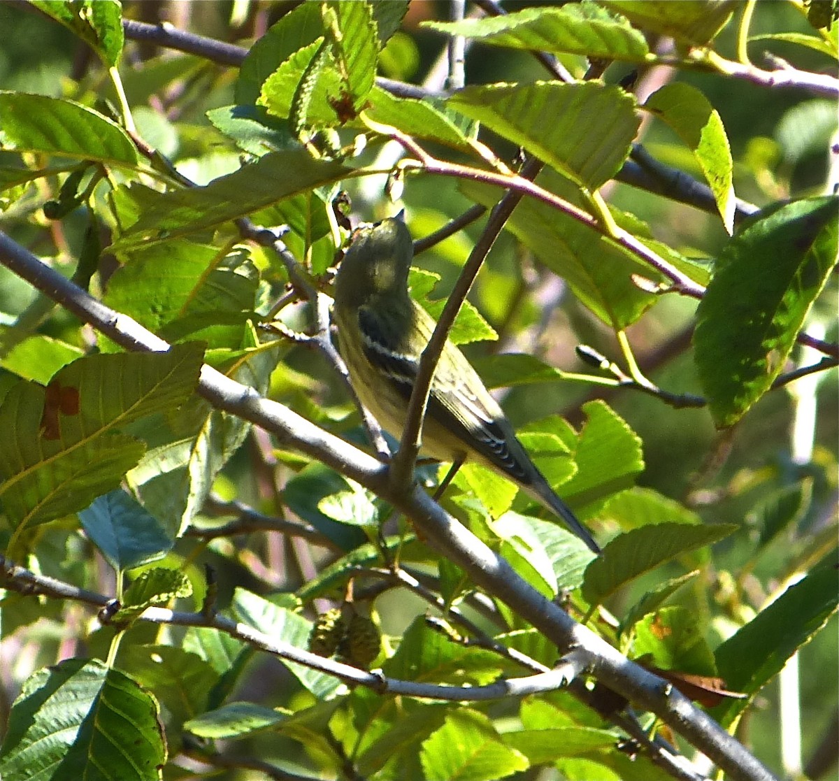 Blackpoll Warbler - Malia DeFelice