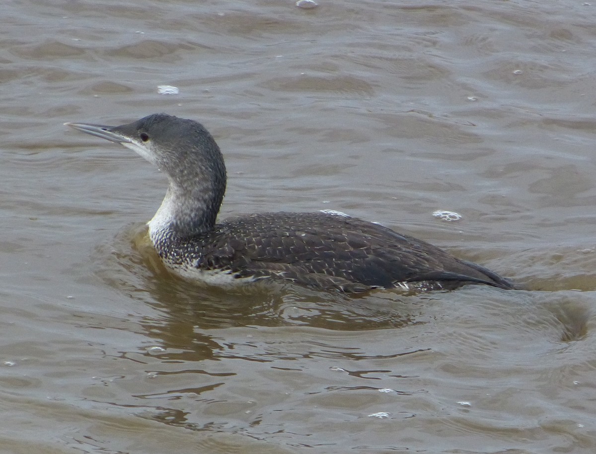 Red-throated Loon - Malia DeFelice