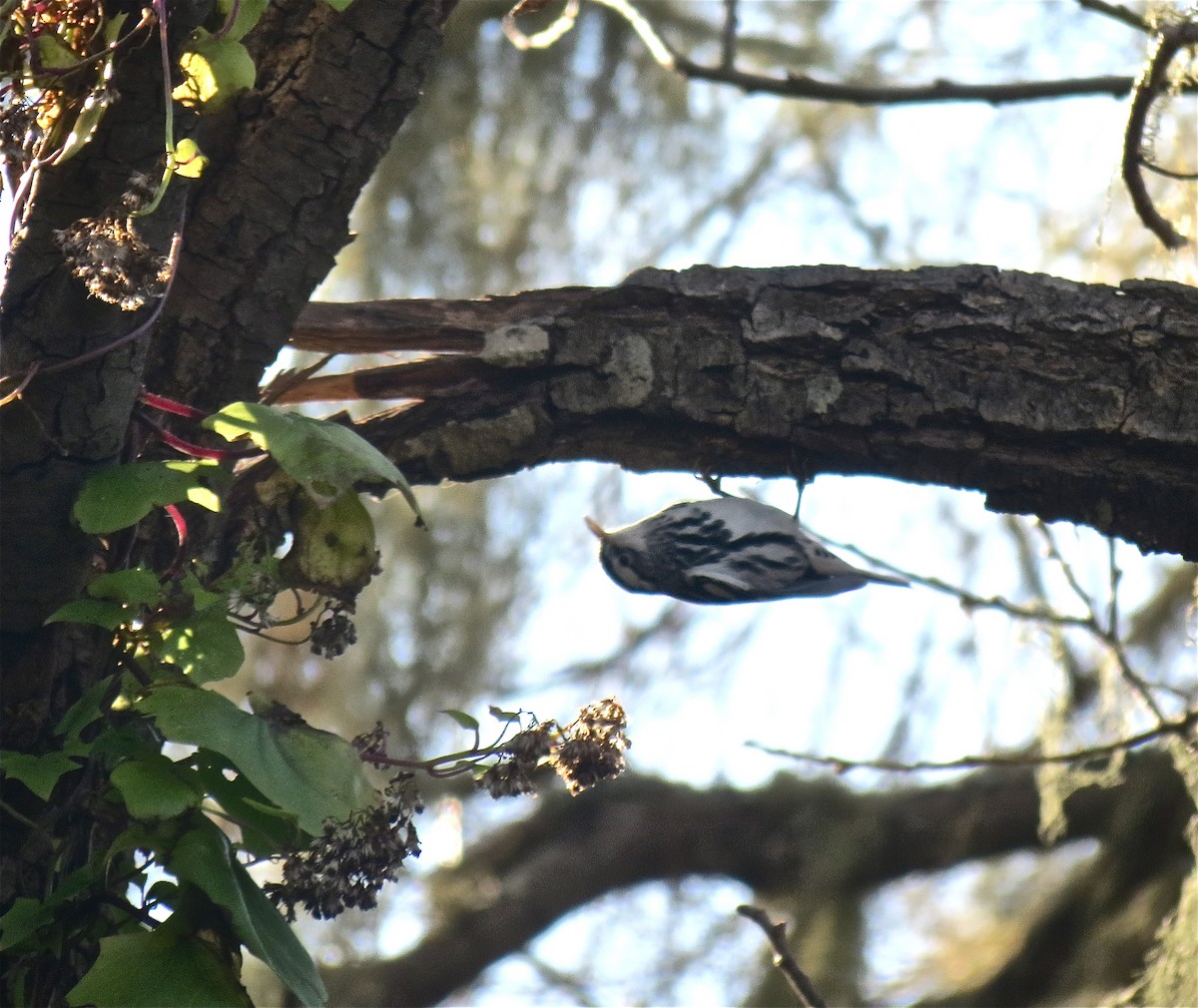 Black-and-white Warbler - Malia DeFelice
