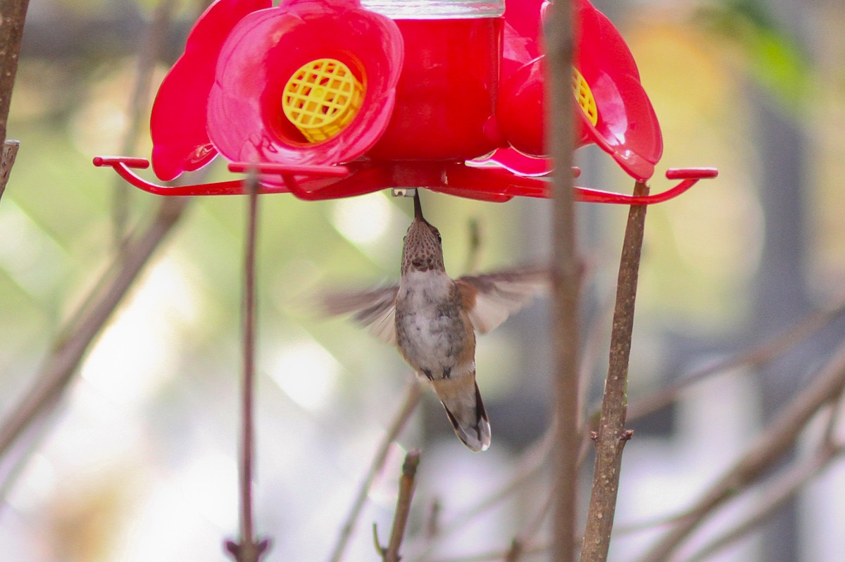 Broad-tailed Hummingbird - ML132236651