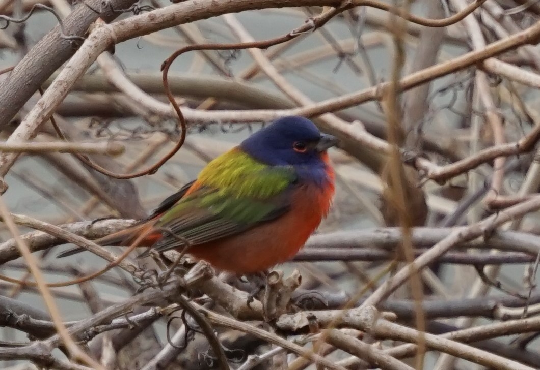 Painted Bunting - ML132239281